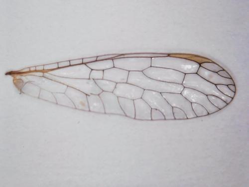 Réf. 323 983 : Xanthostigma aloysianum