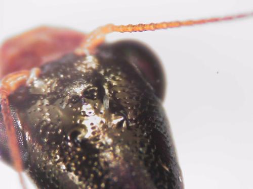 Réf. 323 990 : Xanthostigma aloysianum