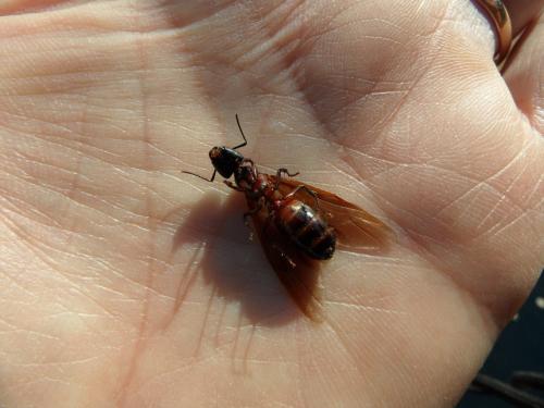 Réf. 323 794 : Camponotus ligniperda