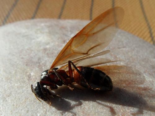 Réf. 323 839 : Camponotus ligniperda
