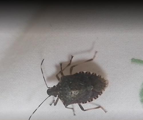 Réf. 323 267 : Halyomorpha halys