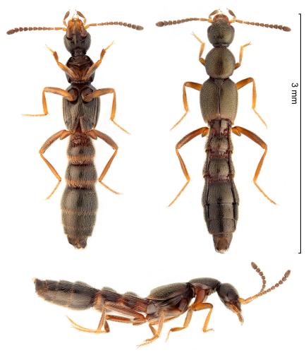 Tachyusa constricta