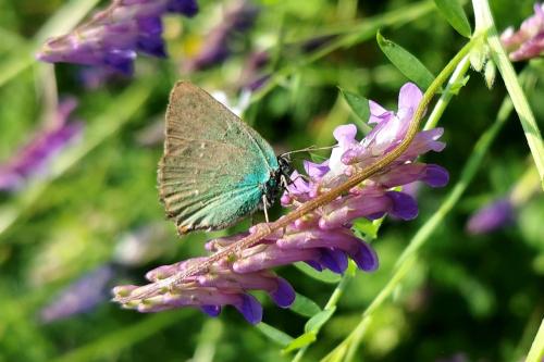 Réf. 323 979 : Callophrys rubi