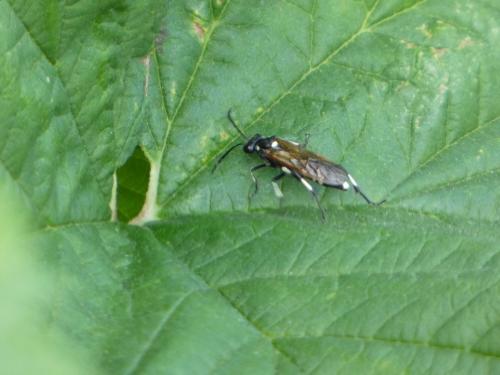 Réf. 323 555 : Macrophya sp.