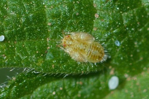 Trioza urticae