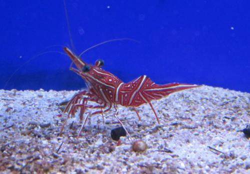 Rhynchocinetes durbanensis