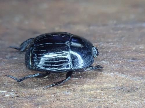 Margarinotus brunneus