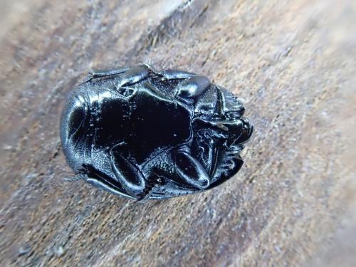Margarinotus brunneus