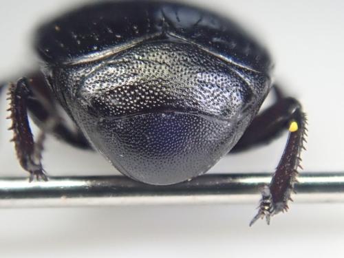Margarinotus brunneus