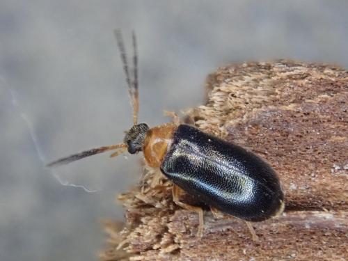 Réf. 323 834 : Conopalpus brevicollis
