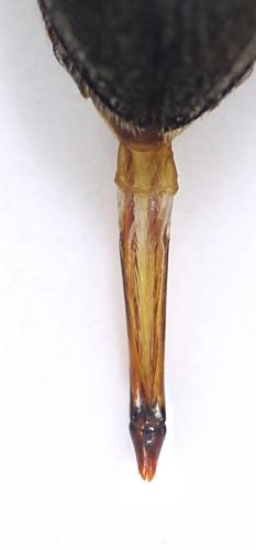 Cardiophorus sp.