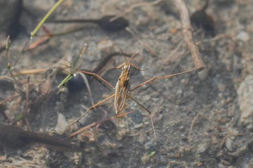 Gerris costae