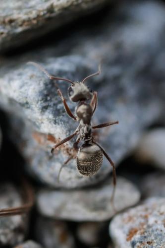Formica selysi