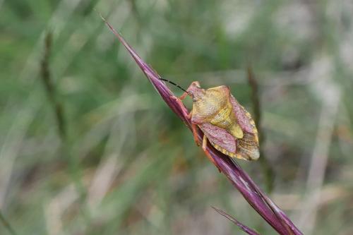 Carpocoris purpureipennis