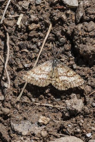 Ematurga atomaria