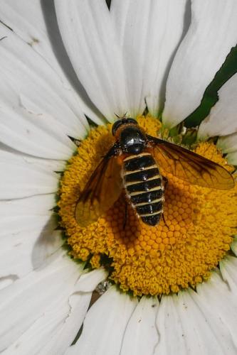 Lomatia sp.