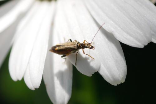 Oedemera barbara