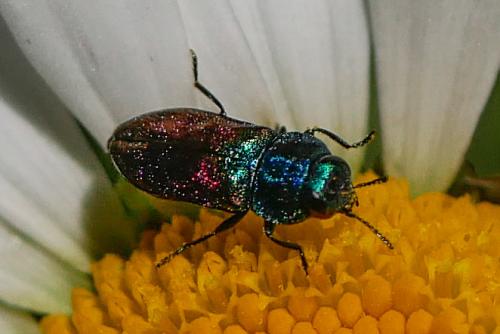 Réf. 323 653 : Anthaxia sp.