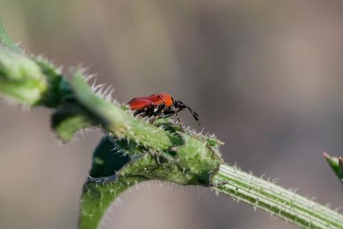 Deraeocoris punctum
