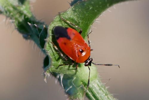 Deraeocoris punctum