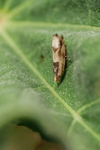 Réf. 323 703 : Crocidosema plebejana