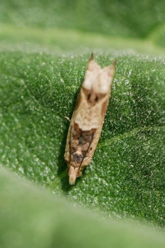 Réf. 323 702 : Crocidosema plebejana
