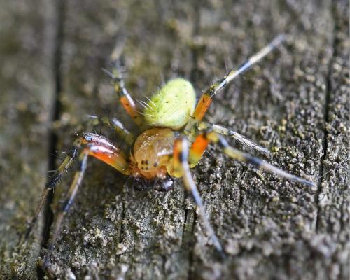 Araniella sp.