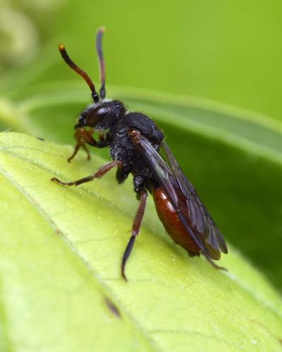 Réf. 323 184 : Nomada sp.