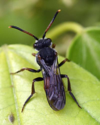 Réf. 323 185 : Nomada sp.