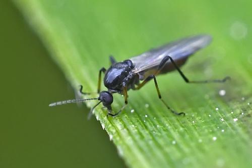Réf. 323 306 : Ceratopogoninae inconnu