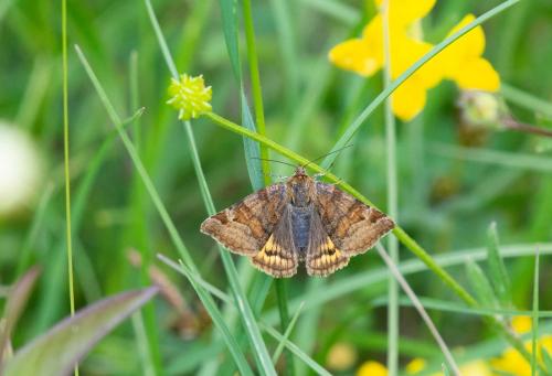 Euclidia glyphica