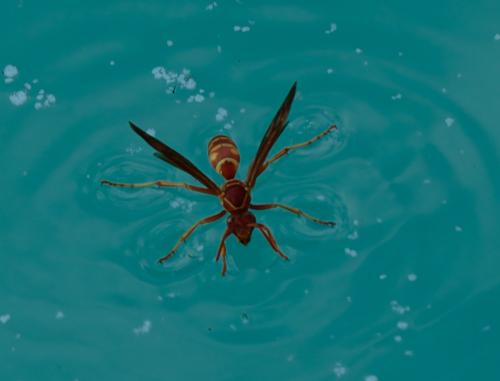 Polistes sp.
