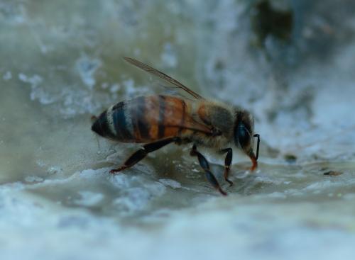 Réf. 323 495 : Apis mellifera