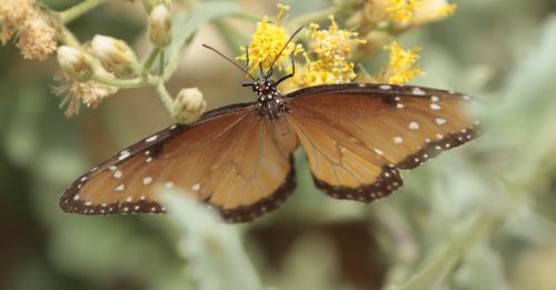 Réf. 323 370 : Danaus gilippus