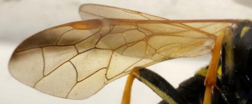 Réf. 323 229 : Tenthredo scrophulariae