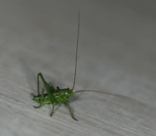 Tettigonia viridissima