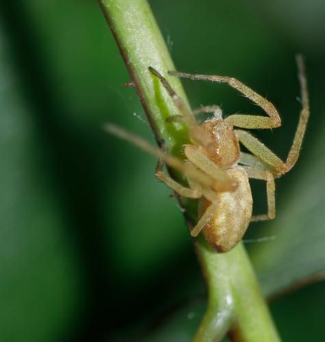 Philodromus (albidus-rufus)