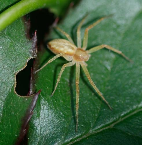 Philodromus (albidus-rufus)