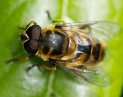 Réf. 323 142 : Myathropa florea