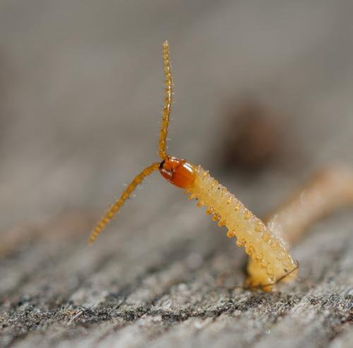 Réf. 323 140 : Geophilus flavus