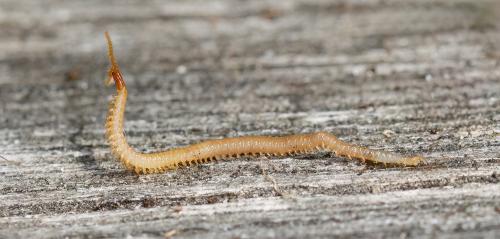 Geophilus flavus