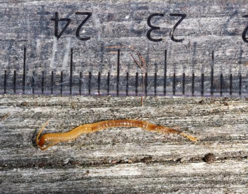Réf. 323 139 : Geophilus flavus