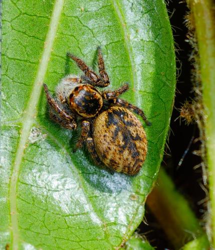 Carrhotus xanthogramma