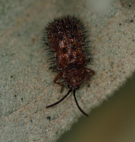 Réf. 323 792 : Dicladispa testacea