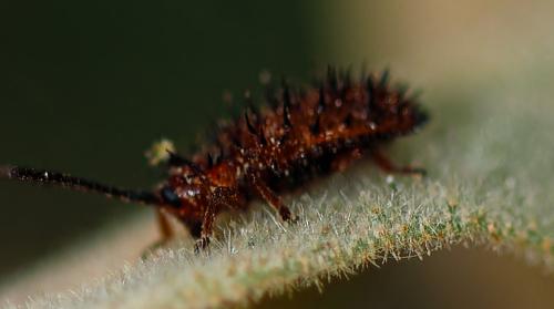 Réf. 323 793 : Dicladispa testacea