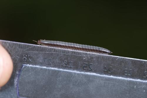 Réf. 323 893 : Ommatoiulus sabulosus