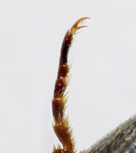 Cardiophorus sp.