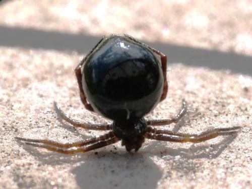 Euryopis episinoides