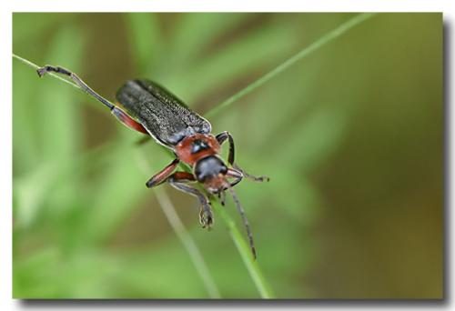 Réf. 323 208 : Cantharis rustica