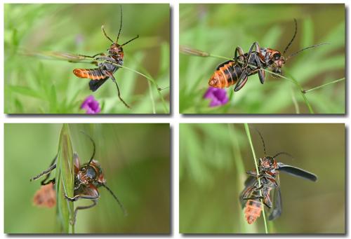 Réf. 323 205 : Cantharis rustica